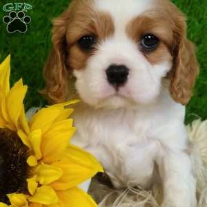 SELENA, Cavalier King Charles Spaniel Puppy