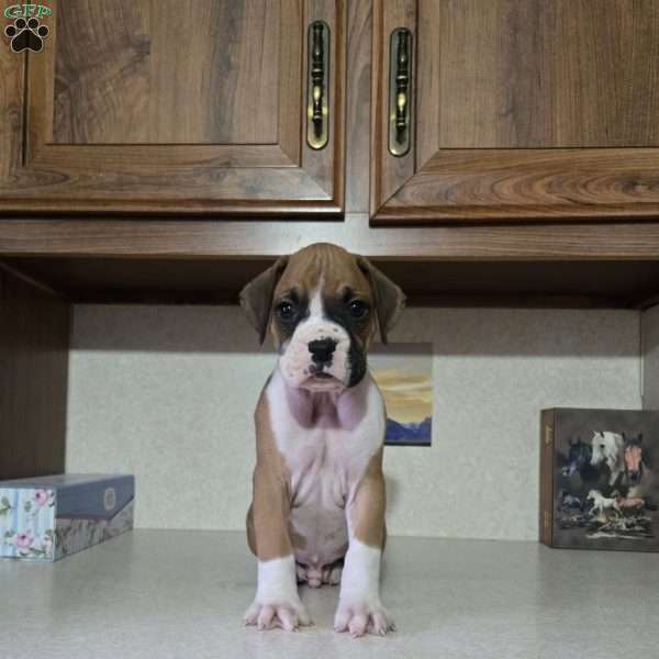Charlie, Boxer Puppy