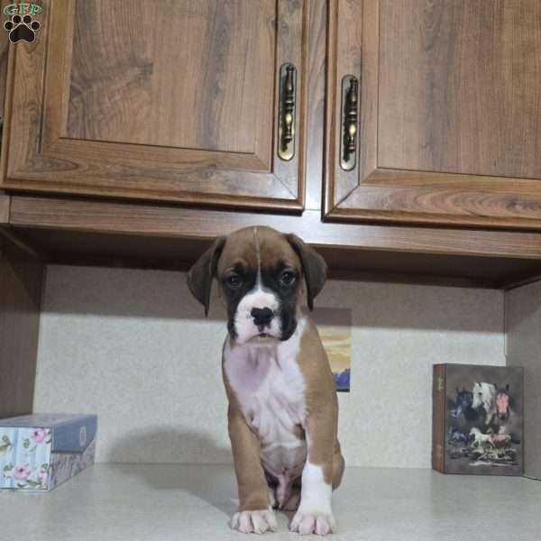 Jesse, Boxer Puppy