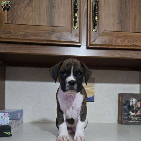 Denver, Boxer Puppy