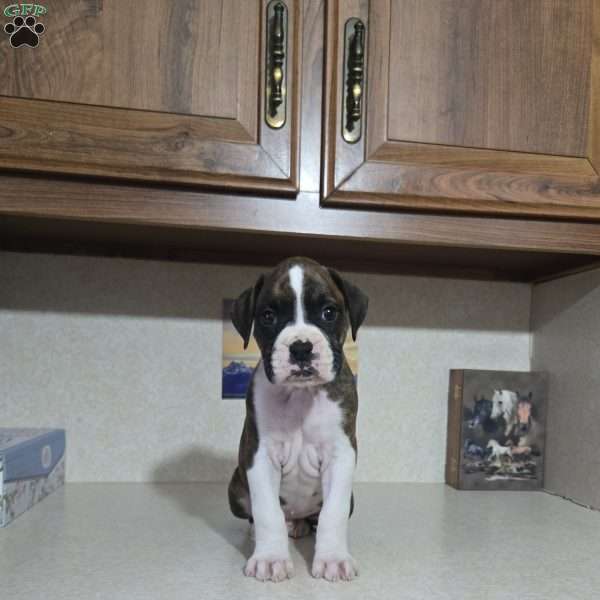 Dallas, Boxer Puppy