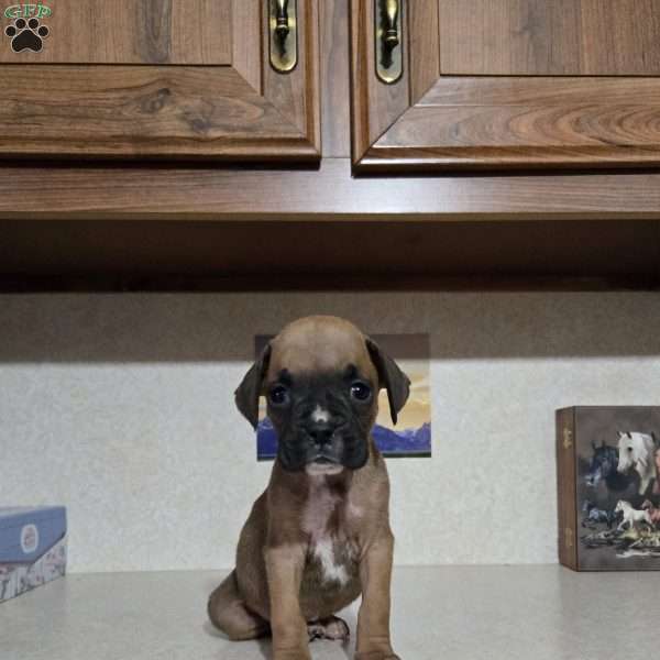 Tootsie, Boxer Puppy