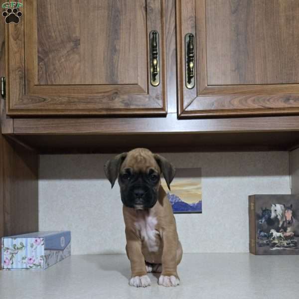 Kelli, Boxer Puppy