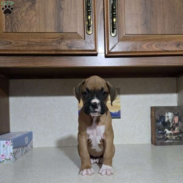 Kodi, Boxer Puppy