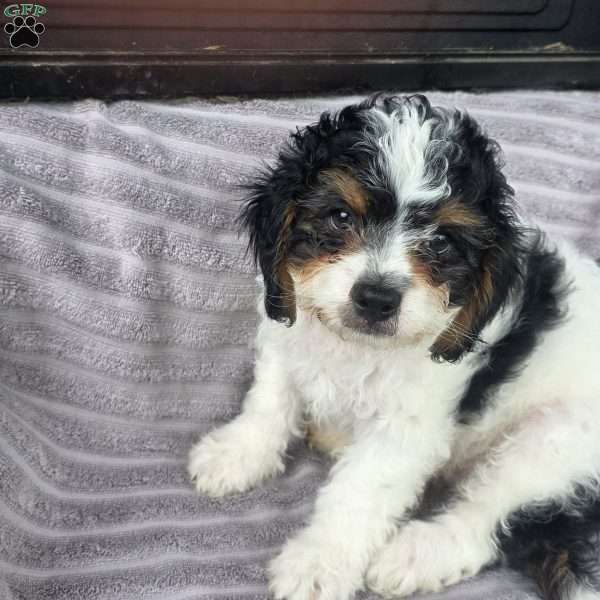 Patrick, Cava-Tzu Puppy
