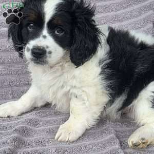 Duke, Cava-Tzu Puppy