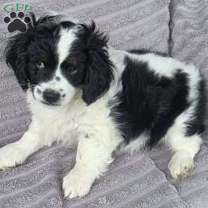 Duke, Cava-Tzu Puppy