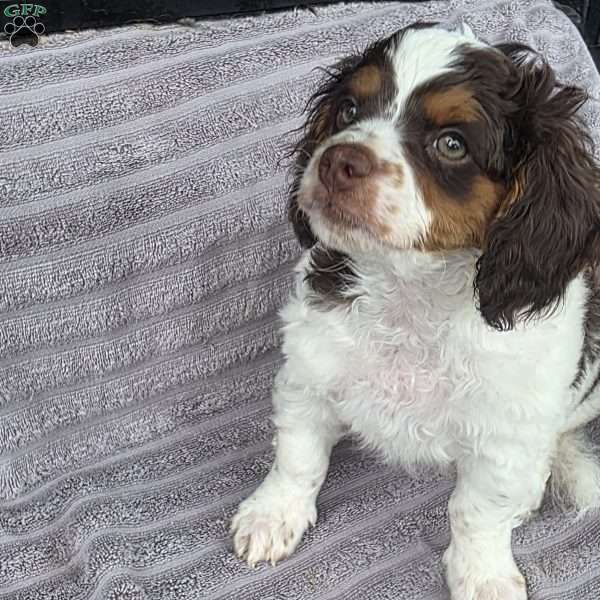 Cocoa, Cava-Tzu Puppy