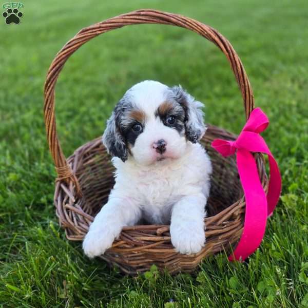 Reese, Cavapoo Puppy