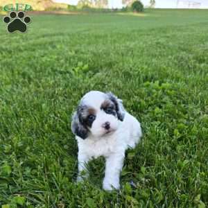 Reese, Cavapoo Puppy