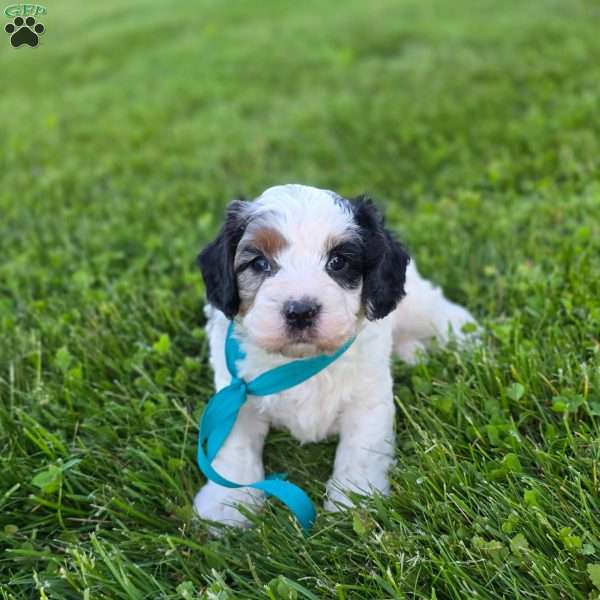 Rambo, Cavapoo Puppy