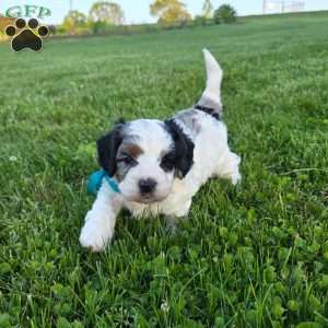 Rambo, Cavapoo Puppy