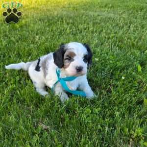 Rambo, Cavapoo Puppy