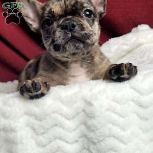 Lulu, French Bulldog Mix Puppy