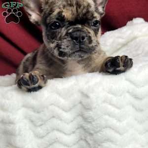Lulu, French Bulldog Mix Puppy