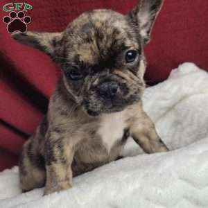 Lulu, French Bulldog Mix Puppy