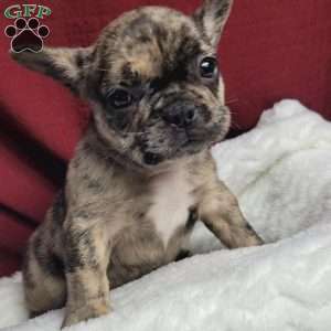 Lulu, French Bulldog Mix Puppy
