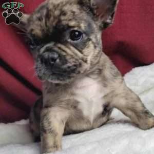 Lulu, French Bulldog Mix Puppy