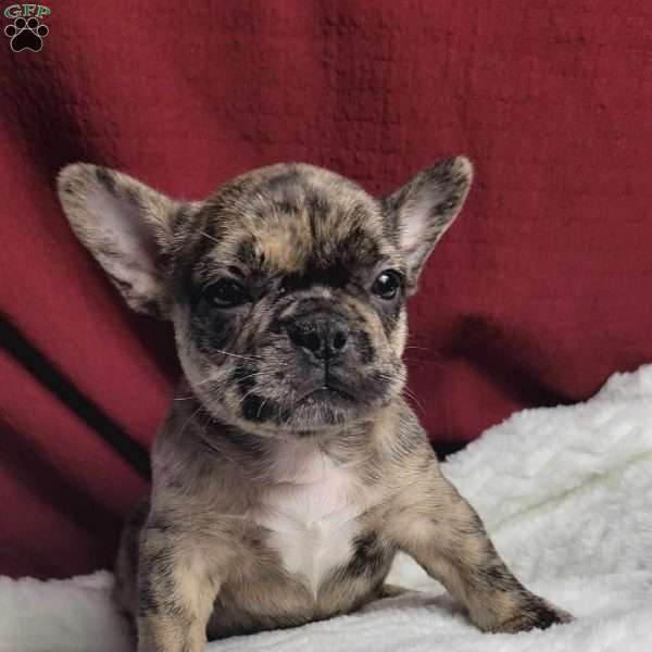 Lulu, French Bulldog Mix Puppy