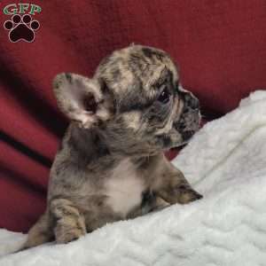 Lulu, French Bulldog Mix Puppy