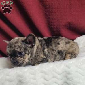 Lulu, French Bulldog Mix Puppy
