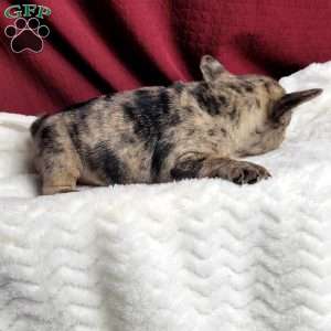 Lulu, French Bulldog Mix Puppy