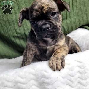Luna, French Bulldog Mix Puppy