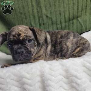 Luna, French Bulldog Mix Puppy