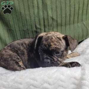 Luna, French Bulldog Mix Puppy