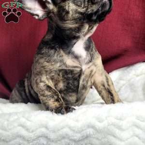 Luna, French Bulldog Mix Puppy