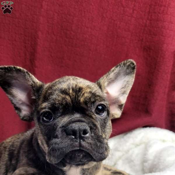 Luna, French Bulldog Mix Puppy