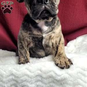Luna, French Bulldog Mix Puppy