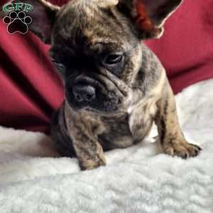 Luna, French Bulldog Mix Puppy
