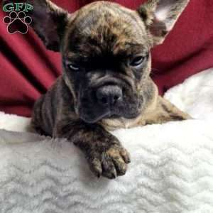 Luna, French Bulldog Mix Puppy