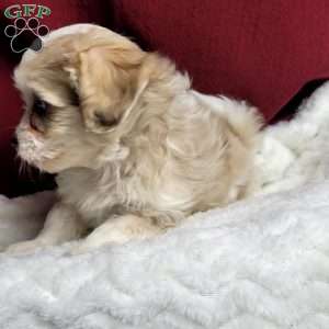Millie, Maltipoo Puppy