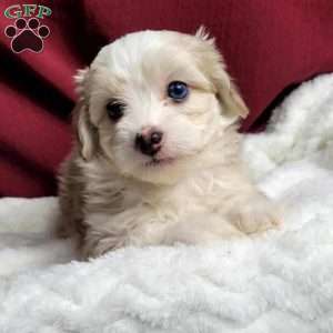 Millie, Maltipoo Puppy