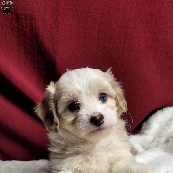 Millie, Maltipoo Puppy