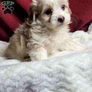Millie, Maltipoo Puppy