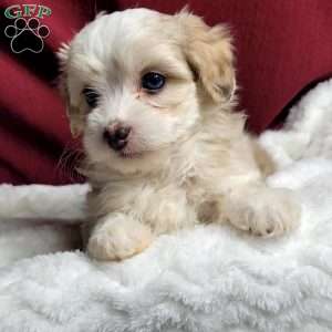 Millie, Maltipoo Puppy