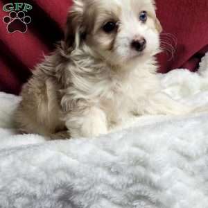 Millie, Maltipoo Puppy