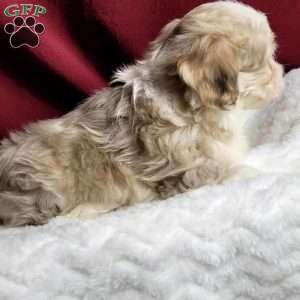 Millie, Maltipoo Puppy