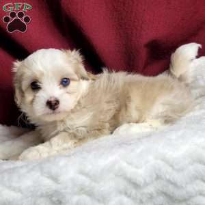 Millie, Maltipoo Puppy