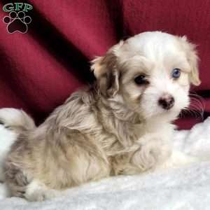 Millie, Maltipoo Puppy