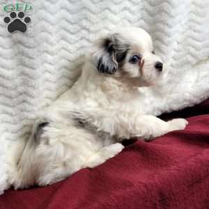 Molly, Maltipoo Puppy