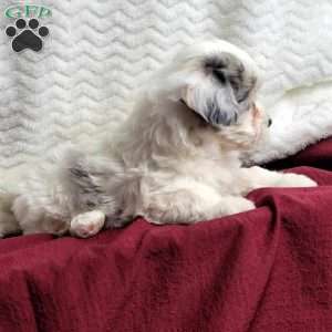 Molly, Maltipoo Puppy