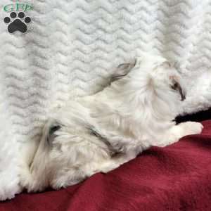 Molly, Maltipoo Puppy