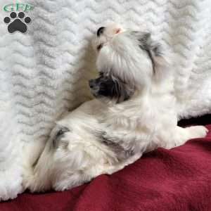 Molly, Maltipoo Puppy
