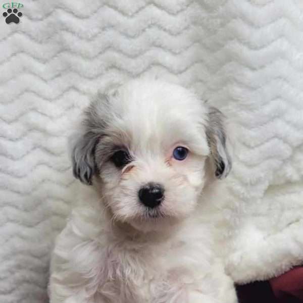 Molly, Maltipoo Puppy
