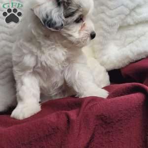 Molly, Maltipoo Puppy