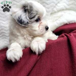 Molly, Maltipoo Puppy